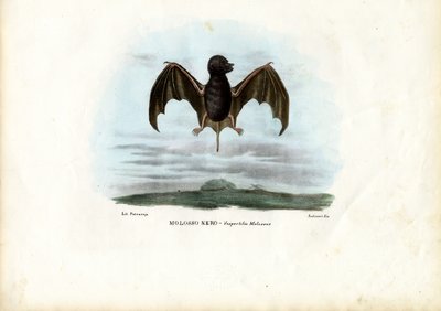 Murciélago de Cola Aterciopelada, 1863-79 de Raimundo Petraroja